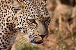 Portrait of a leopard (Panthera pardus), Samburu National Reserve, Kenya, East Africa, Africa