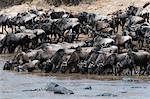 Eastern white-bearded wildebeest (Connochaetes taurinus albojubatus) on the Mara River bank, Masai Mara, Kenya, East Africa, Africa