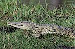 A Nile crocodile (Crocodylus niloticus), on Khwai River bank, Okavango Delta, Botswana, Africa