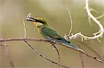 A little bee-eater (Merops pusillus) holding a cicada in its beack, Savuti, Chobe National Park, Botswana, Africa