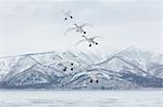 Whooper Swan, Cygnus cygnus, mid-air in winter.