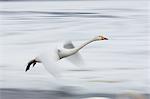 Whooper Swan, Cygnus cygnus, mid-air in winter.