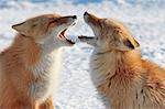 Two Ezo red fox, Vulpes vulpes schrencki, in winter.
