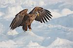 White-Tailed Eagle, Haliaeetus albicilla, hunting on frozen bay in winter.