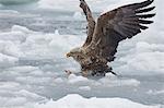 White-Tailed Eagle, Haliaeetus albicilla, hunting on frozen bay in winter.