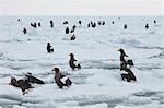 Steller's Sea Eagle, Haliaeetus pelagicus, on frozen bay in winter.