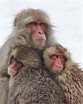 Japanese Macaque, Macaca fuscata, mother and two young huddling together for warmth in the winter snow.