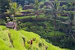 High angle view of terraced rice fields, man walking down path, carrying baskets on his shoulders.