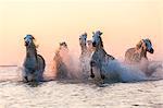 Medium group of white horses running in the ocean.