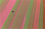 Aerial view tractor driving across red, green and pink fields of tulips.