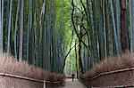 Rear view of person walking along a path lined with tall bamboo trees.