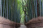 View along path lined with tall bamboo trees.