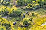 Aerial view of herd of African Elephants walking across lush delta.