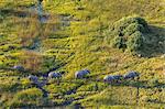 Aerial view of herd of African Elephants crossing a stream in lush delta.