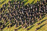 Aerial view of large herd of African Buffalo in lush delta.