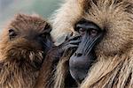 Baby cleaning a male Gelada baboon, Simien Mountains National Park, UNESCO World Heritage Site, Ethiopia, Africa