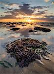 View of sandy beach and seaweed covered rock at sunset, Reculver, Kent, England, United Kingdom, Europe