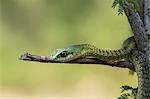 Boomslang (tree snake) (Dispholidus typus), Hoedspruit, Greater Kruger, South Africa, Africa