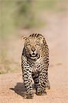Leopard (Panthera pardus) in Sabi Sands, Greater Kruger, South Africa, Africa