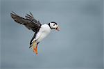 Puffin with cloudy sky flying over Inner Farne, The Farne Islands, Northumberland, England, United Kingdom, Europe