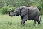 Female elephant (Loxodonta africana) holding foliage in her trunk in Sabi Sands, Greater Kruger, South Africa, Africa