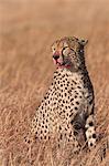 Male cheetah (Acinonyx jubatus), mouth stained with blood from feeding, Lemek Conservancy, Masai Mara, Kenya, East Africa, Africa