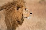 Male lion (Panthera Leo) of the Lemek pride in Lemek Conservancy, Masai Mara, Kenya, East Africa, Africa