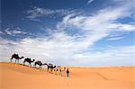 Camels being led over dunes of the Erg Chebbi sand sea, part of the Sahara Desert near Merzouga, Morocco, North Africa, Africa