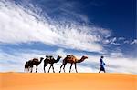 Camels being led over dunes of the Erg Chebbi sand sea, part of the Sahara Desert near Merzouga, Morocco, North Africa, Africa