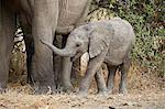 Baby African elephant (Loxodonta africana), Ruaha National Park, Tanzania, East Africa, Africa