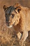 Lion (Panthera leo), Ruaha National Park, Tanzania, East Africa, Africa