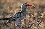 Southern yellow-billed hornbill (Tockus leucomelas), Kgalagadi Transfrontier Park, South Africa, Africa