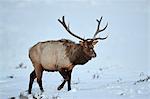 Elk (Cervus canadensis) bull in the snow in winter, Yellowstone National Park, Wyoming, United States of America, North America