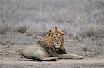 Lion (Panthera leo), Kruger National Park, South Africa, Africa