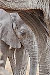 African elephant (Loxodonta africana), Kruger National Park, South Africa, Africa