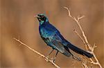 Burchell's glossy starling (Burchell's starling) (Lamprotornis australis), Kruger National Park, South Africa, Africa