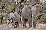 African elephant (Loxodonta africana) adult and juvenile, Kruger National Park, South Africa, Africa