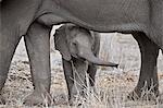 African elephant (Loxodonta africana) juvenile, Kruger National Park, South Africa, Africa