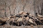 Pile of African white-backed vulture (Gyps africanus) fighting at a carcass, Kruger National Park, South Africa, Africa