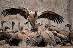 African white-backed vulture (Gyps africanus) fighting at a carcass, Kruger National Park, South Africa, Africa