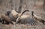 African white-backed vulture (Gyps africanus) fighting at a carcass, Kruger National Park, South Africa, Africa