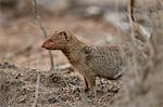 Slender mongoose (Galerella sanguinea), Kruger National Park, South Africa, Africa