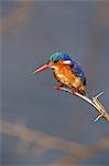 Malachite kingfisher (Alcedo cristata), Kruger National Park, South Africa, Africa