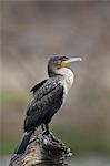 White-breasted cormorant (Phalacrocorax lucidus), juvenile, Kruger National Park, South Africa, Africa