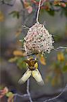 Southern masked weaver (Ploceus velatus), male building a nest, Kruger National Park, South Africa, Africa