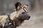 African wild dog (African hunting dog) (Cape hunting dog) (Lycaon pictus), Kruger National Park, South Africa, Africa