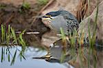 Green-backed heron (striated heron) (Butorides striatus), Kruger National Park, South Africa, Africa