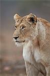 Lioness (Panthera leo), Kruger National Park, South Africa, Africa