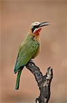 White-fronted bee-eater (Merops bullockoides), Kruger National Park, South Africa, Africa