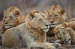 Four male lion (Panthera leo), Kruger National Park, South Africa, Africa